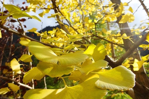 【秋天的童话】曹角湾古村，帽子峰银杏二天