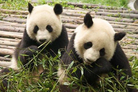 熊猫基地1天游（车位＋门票）