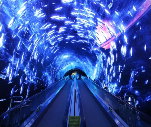 2016正佳极地海洋世界成人门票