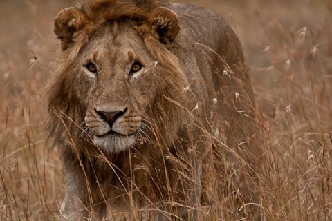 肯尼亚动物追踪10天.2晚马赛马拉.桑布鲁国家公园.河马天堂.火烈鸟新家园