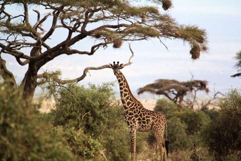 【典·深度】肯尼亚8天＊动物追踪＊广州往返|自驾游