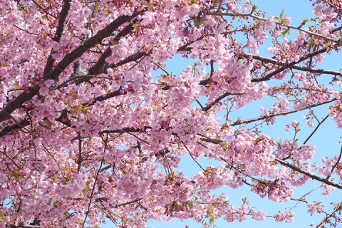 日本6日游_【尚·深度】日本东京、富士、伊