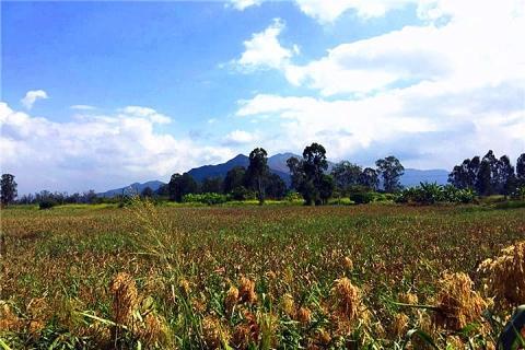 【3月踏青之旅】单车深度有机农庄2天团(南生围,敬辉农场,锦田北围及